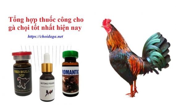 Thuốc công cho gà chọi