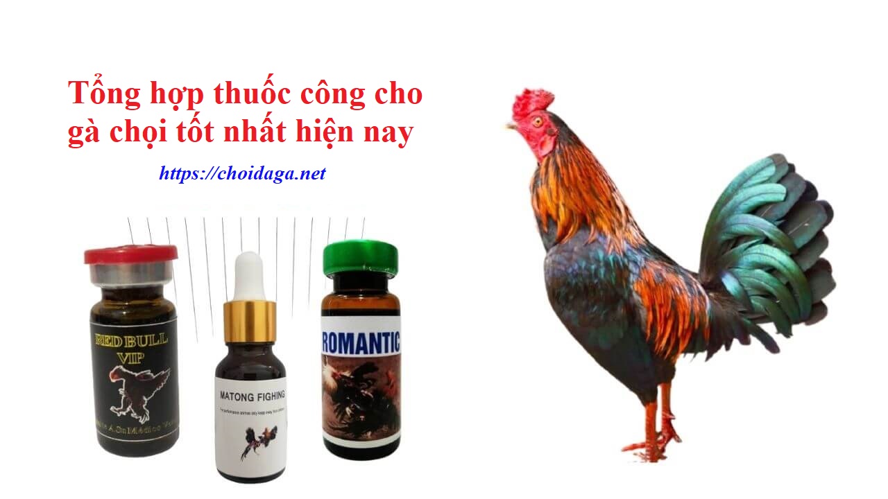 Thuốc công cho gà chọi