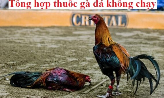 Thuốc gà đá không chạy