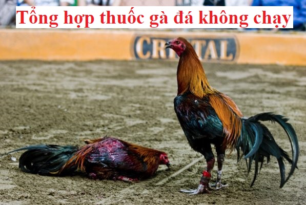 Thuốc gà đá không chạy