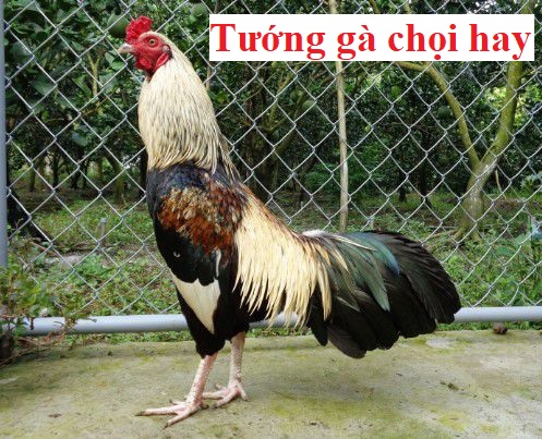 tướng đi gà chọi