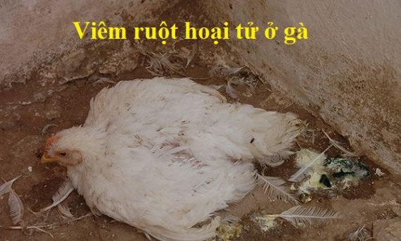 Viêm ruột hoại tử