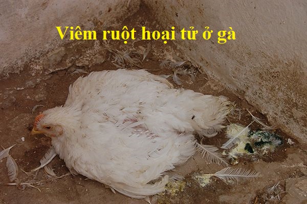 Viêm ruột hoại tử