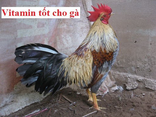 Vitamin tốt cho gà