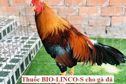 thuốc BIO-LINCO-S