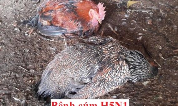 Bệnh cúm H5N1