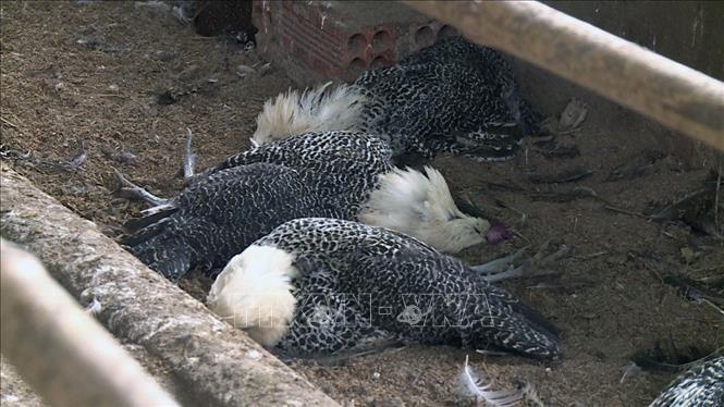 Bệnh cúm H5N1