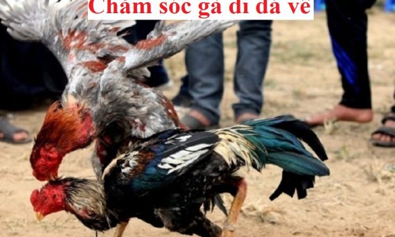 Chăm sóc gà đá độ