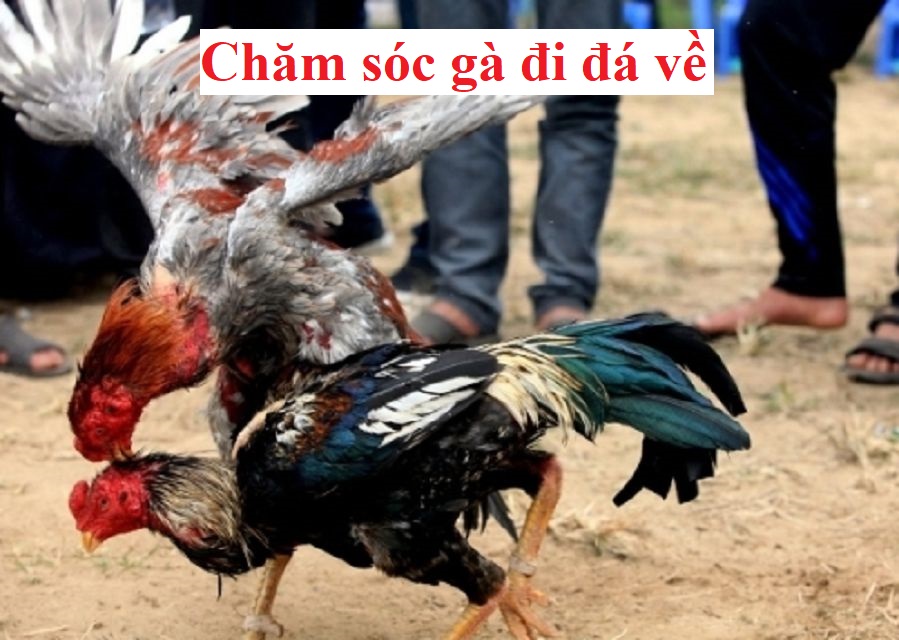 Chăm sóc gà đá độ