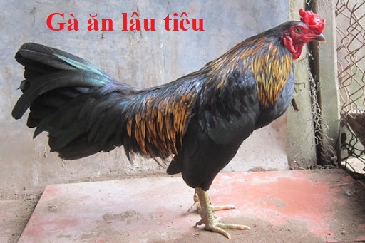 Gà ăn lâu tiêu