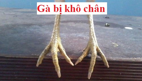 Gà bị khô chân