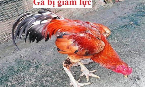 Gà bị tụt lực