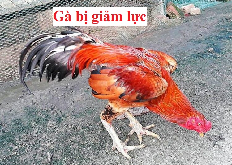 Gà bị tụt lực