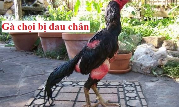 gà chọi bị đau chân