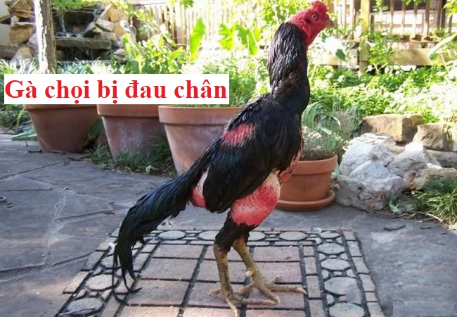 gà chọi bị đau chân