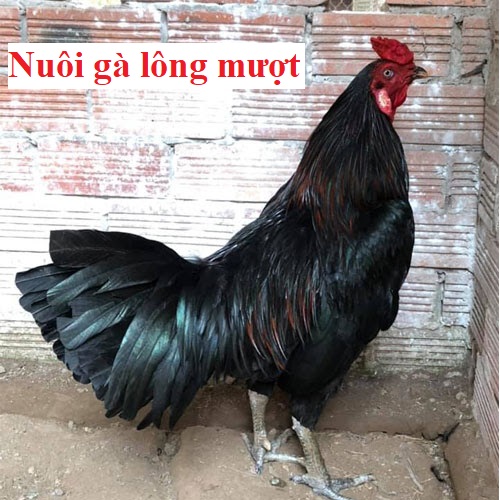 Nuôi gà lông mượt