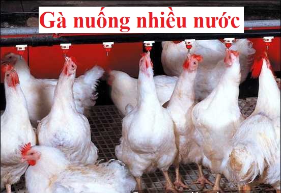 Gà uống nhiều nước