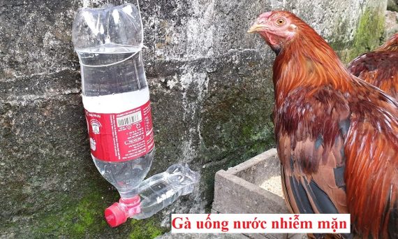 Gà uống nước nhiễm mặn