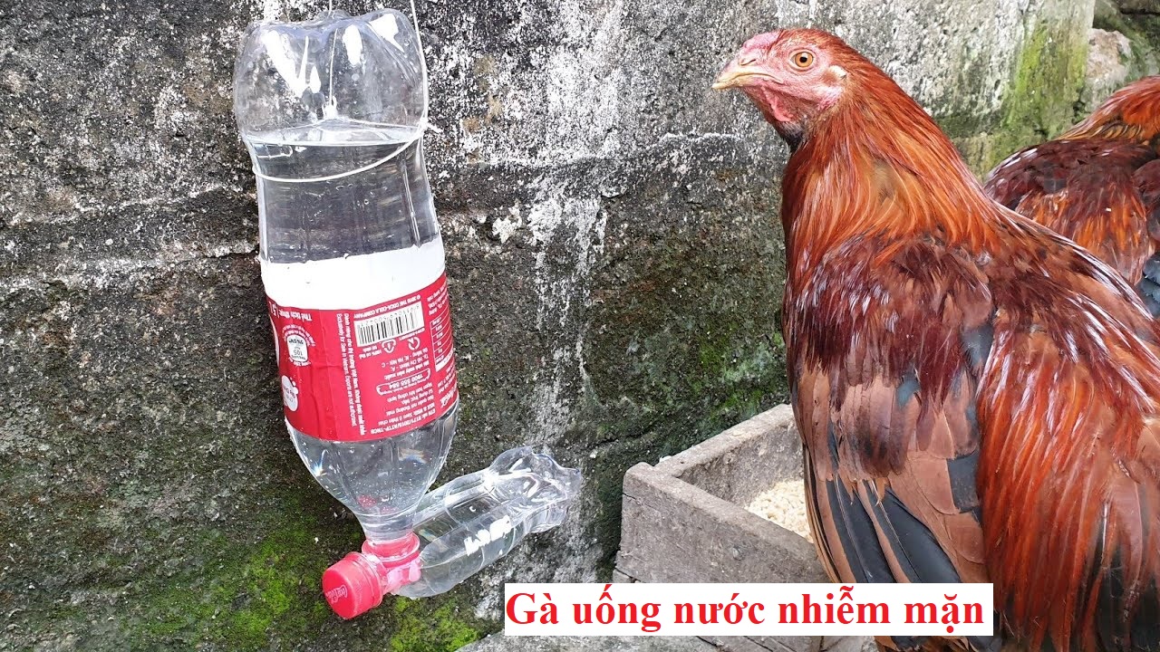 Gà uống nước nhiễm mặn