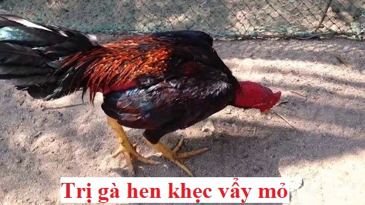 Gà hen khẹc vẩy mỏ