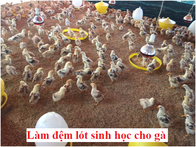 Làm đệm lót sinh học