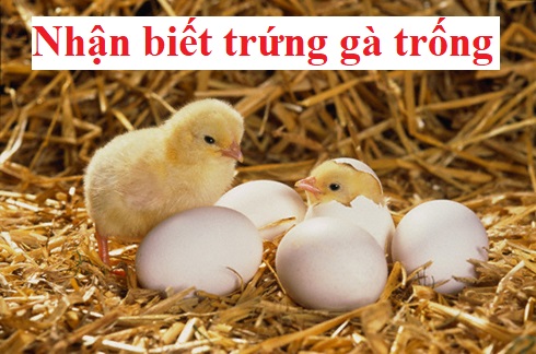 Nhận biết trứng gà trống