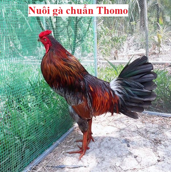 Nuôi gà chuẩn Thomo