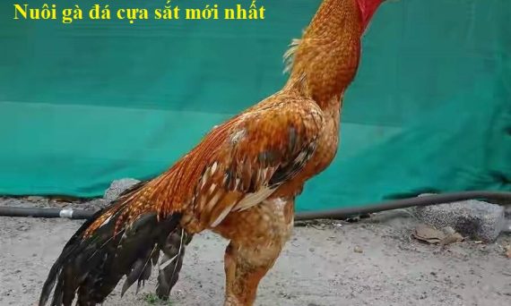 Nuôi gà đá cựa sắt