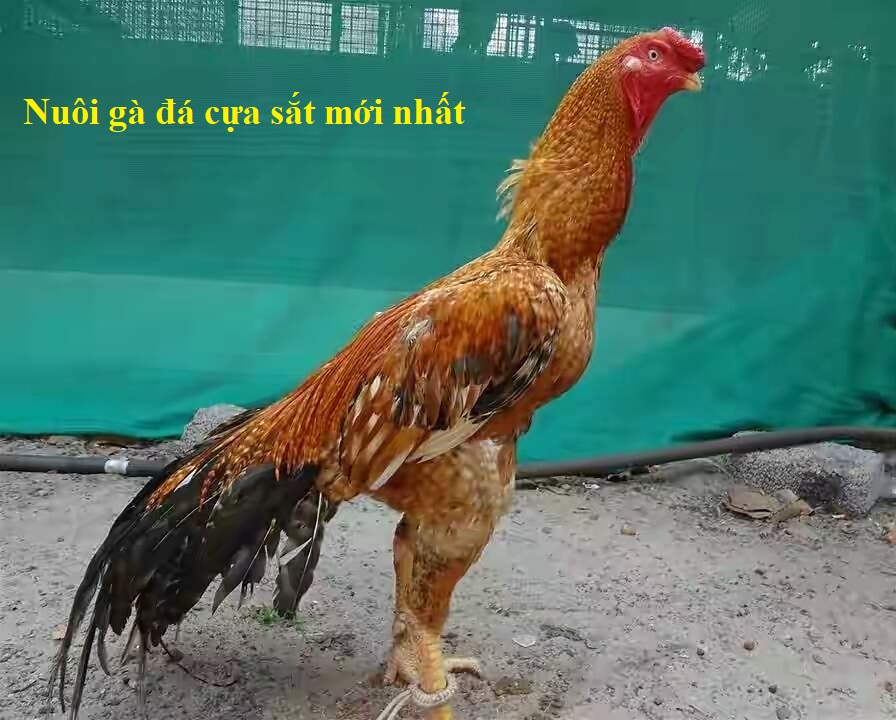 Nuôi gà đá cựa sắt