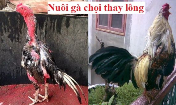 Nuôi gà thay lông