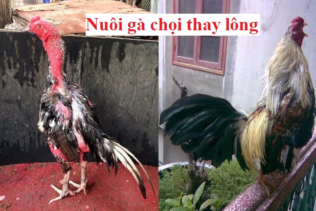 Nuôi gà thay lông