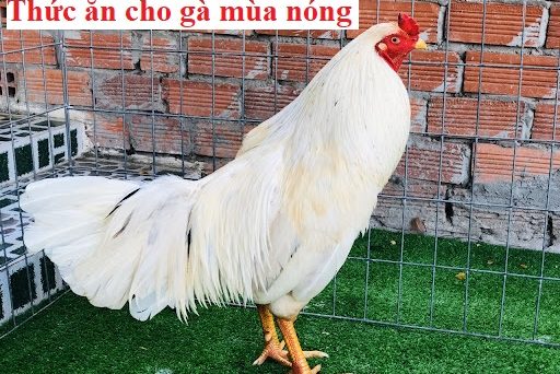 Thức ăn gà mùa nóng