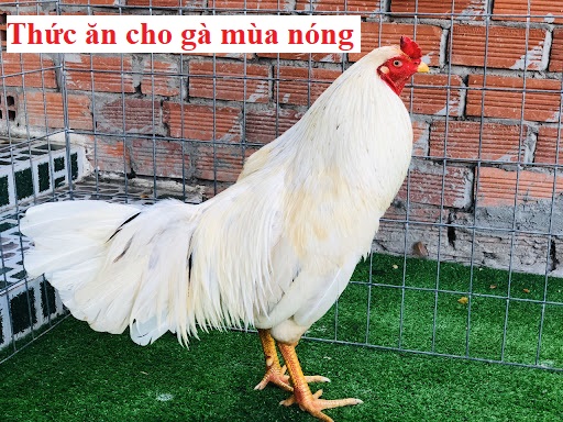 Thức ăn gà mùa nóng