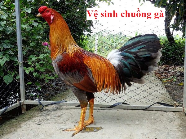 Vệ sinh chuồng gà