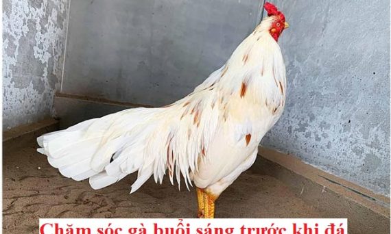 Buổi sáng trước khi đá