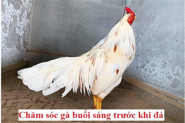 Buổi sáng trước khi đá