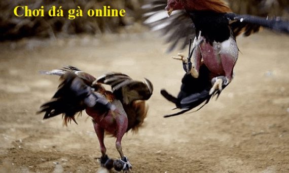 cách chơi đá gà online