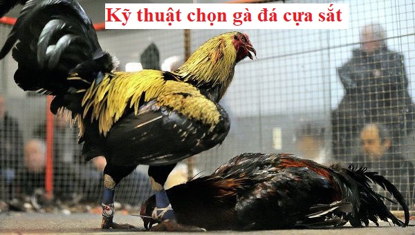 Chọn gà đá cựa sắt