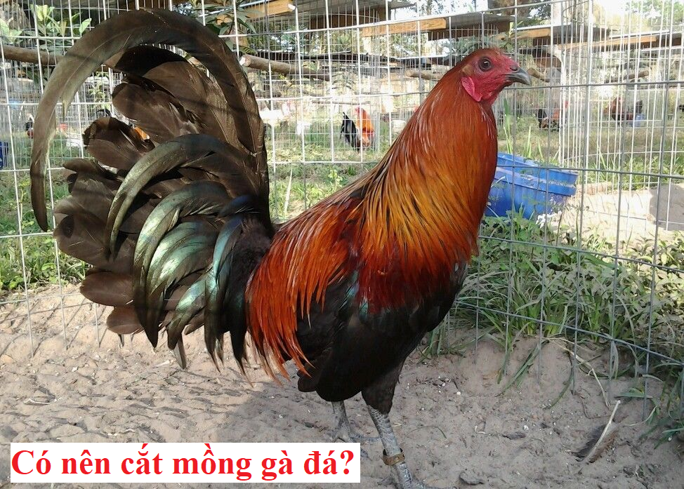 có nên cắt mồng gà