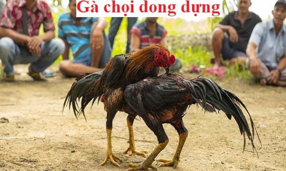 Gà chọi dong dựng