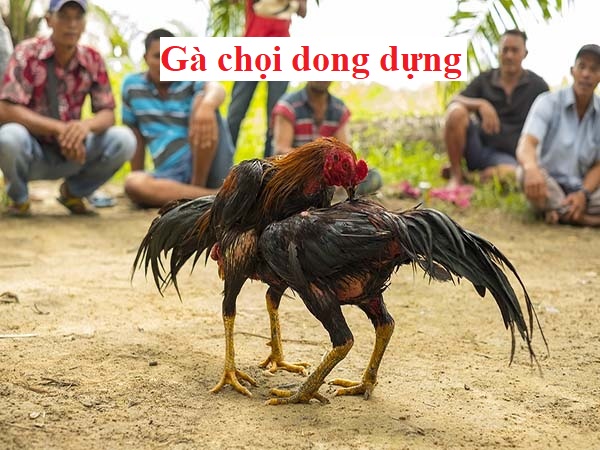 Gà chọi dong dựng