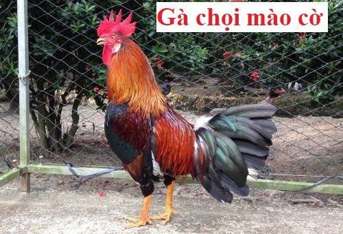 Gà chọi mào cờ