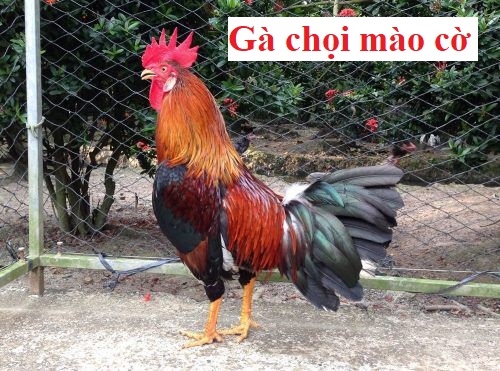 Gà chọi mào cờ