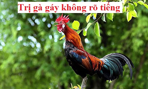 Gà gáy không rõ tiếng