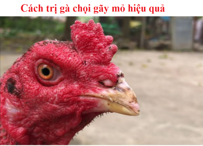 Gà bị gãy mỏ