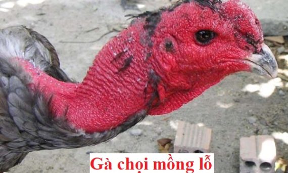 Gà mồng lỗ