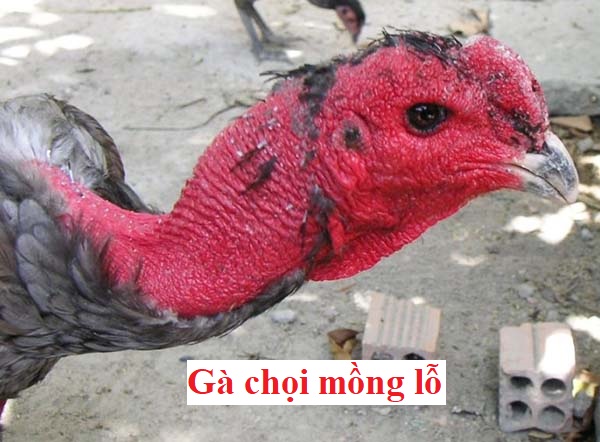 Gà mồng lỗ