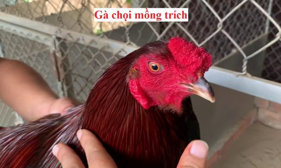 Gà mồng trích