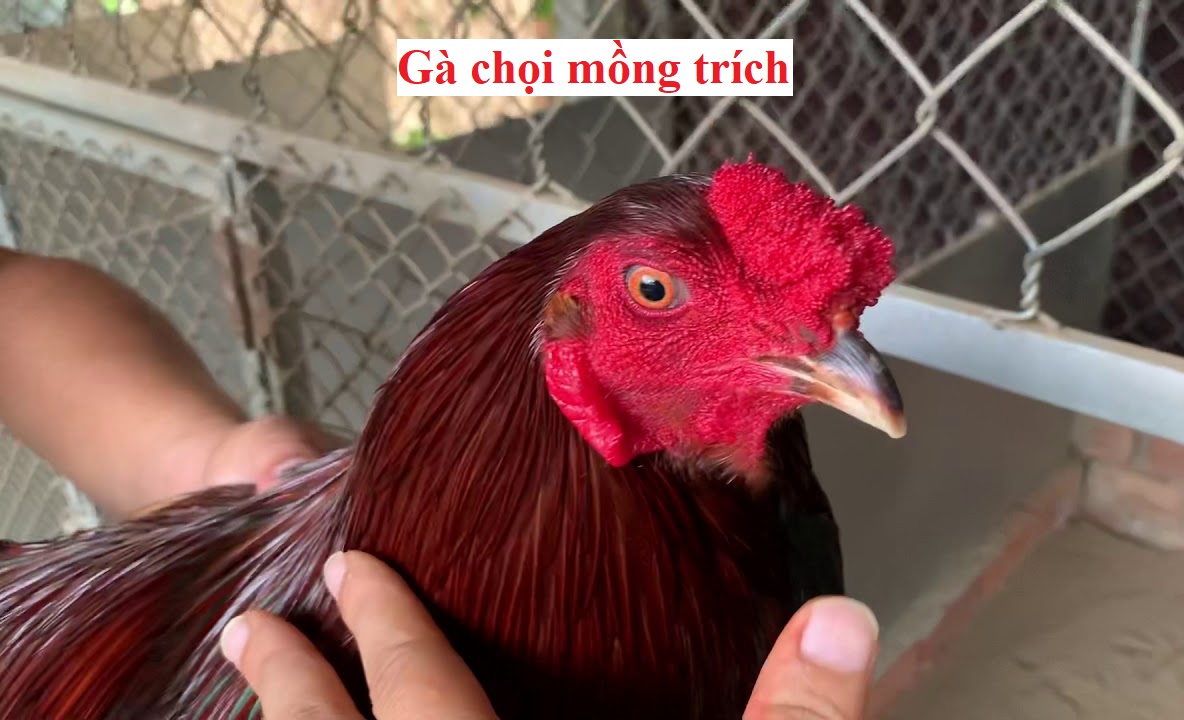 Gà mồng trích