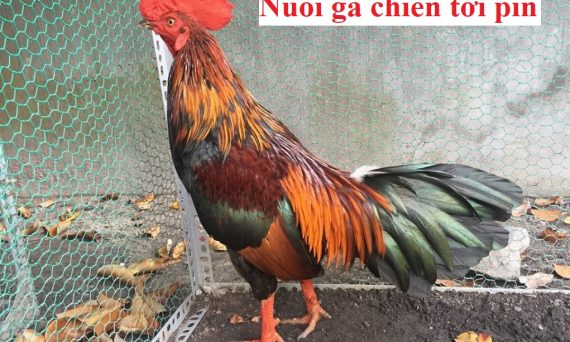 nuôi gà chiến